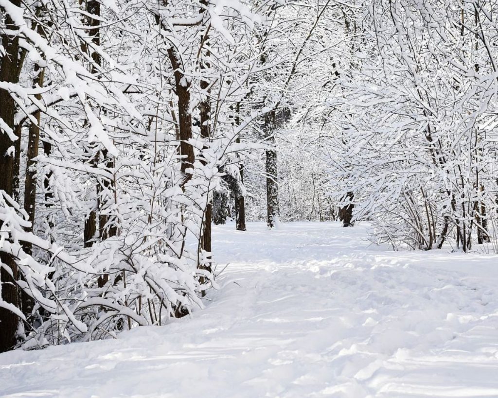 A canopy of trees hanging heavy with snow over a snow covered path