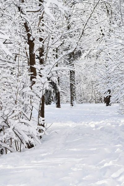 A canopy of trees hanging heavy with snow over a snow covered path